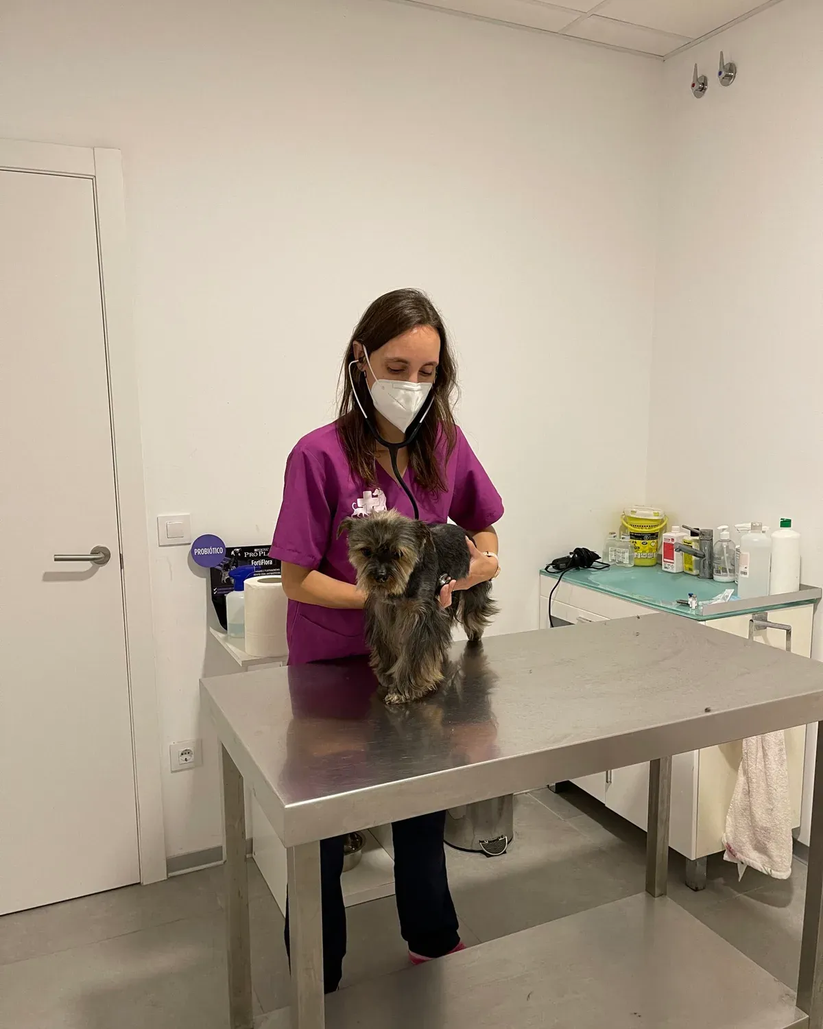 Veterinaria de Nueve Vidas auscultando a un perro en la sala de consulta